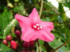 picture of Conférence-témoignage