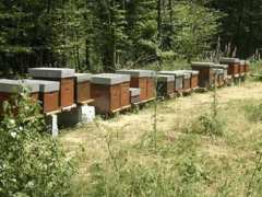 photo de ABEILLES & ESSAIM.76