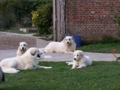 picture of Elevage familial de chiens de montagne des pyrénées